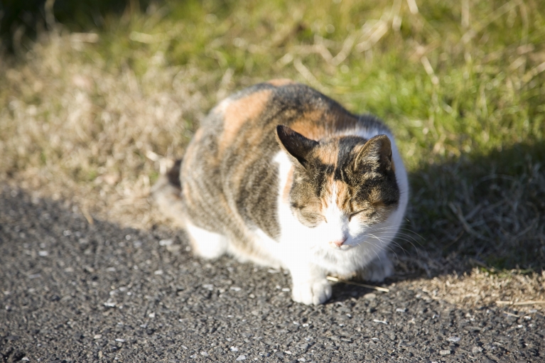 猫の不妊・去勢手術について