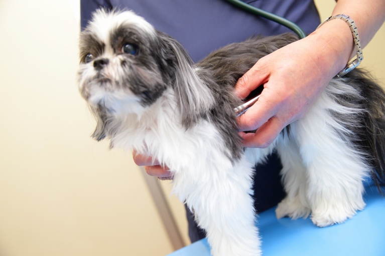 犬のワクチン（予防注射）について